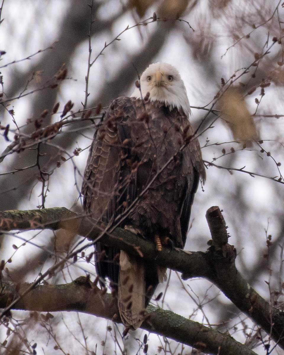 Bald Eagle - ML646616461