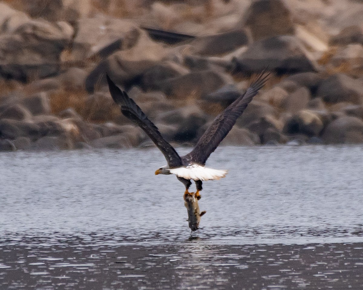 Bald Eagle - ML646616462