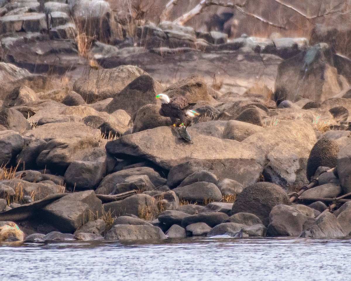 Bald Eagle - ML646616463