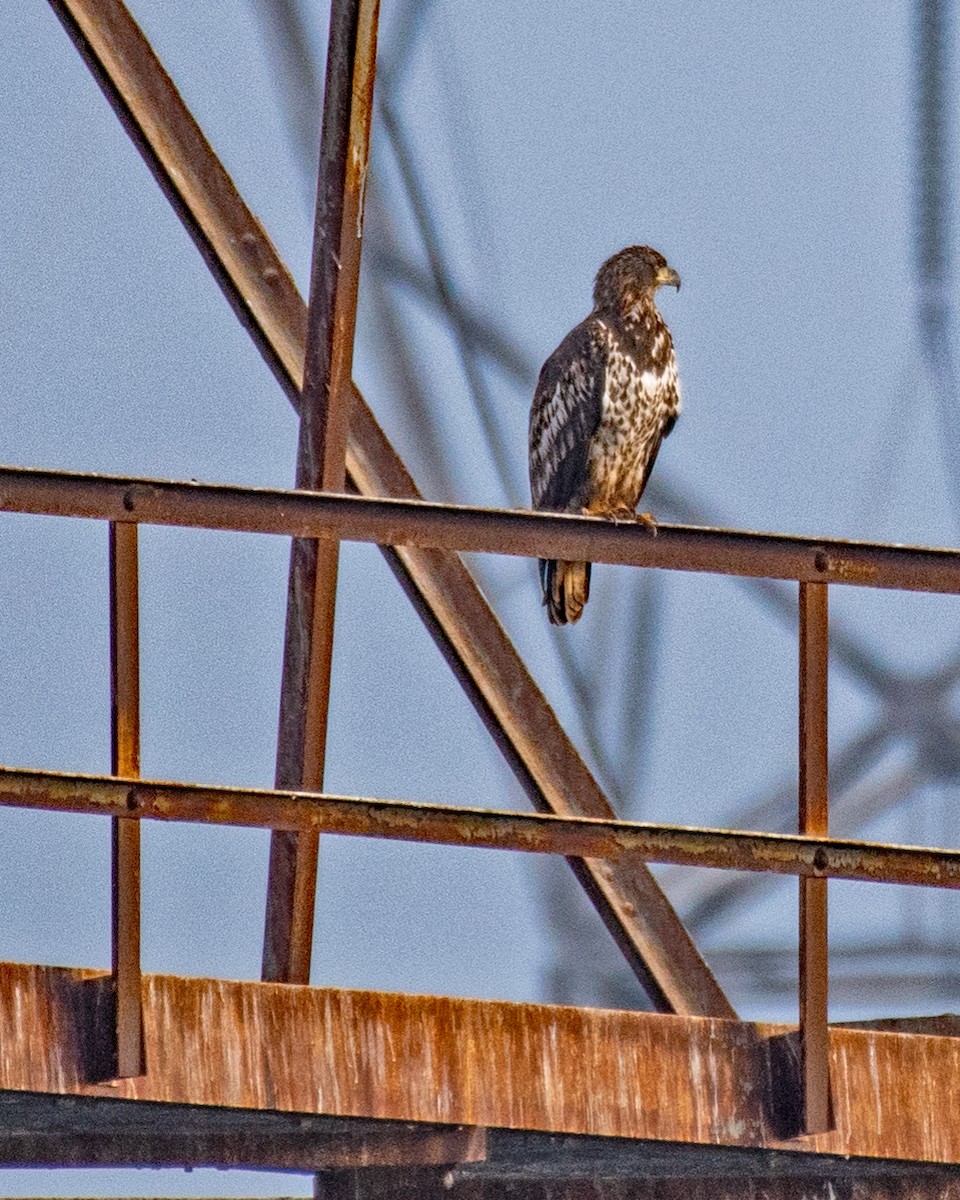 Bald Eagle - ML646616464
