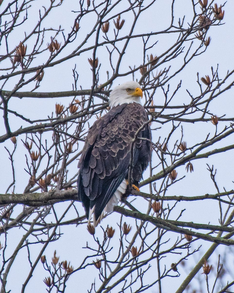 Bald Eagle - ML646616465