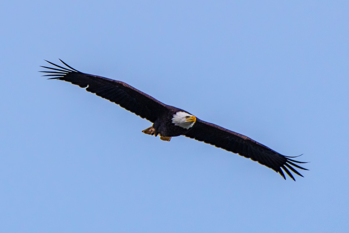 Bald Eagle - ML646616466
