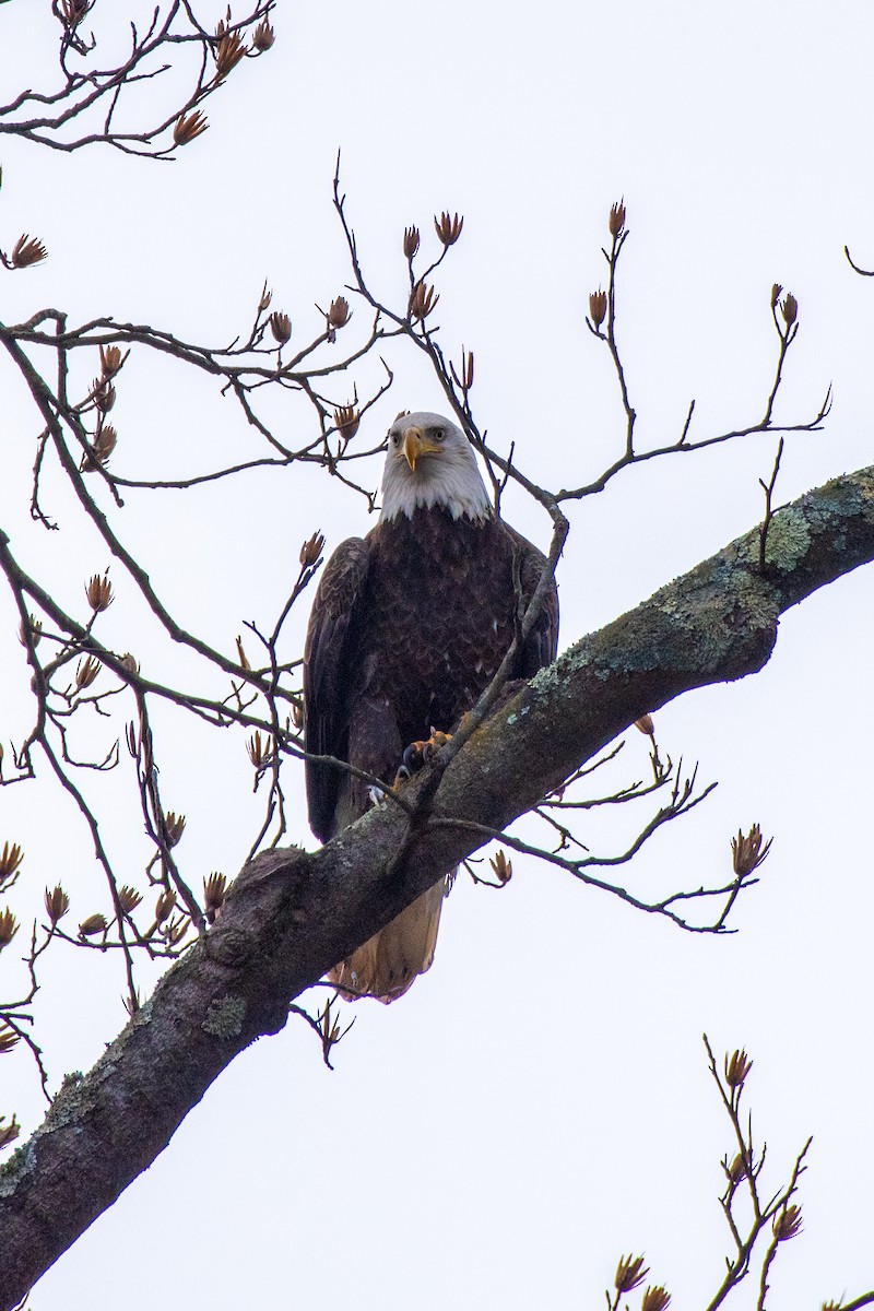 Bald Eagle - ML646616467