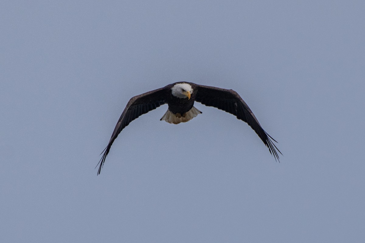Bald Eagle - ML646616468
