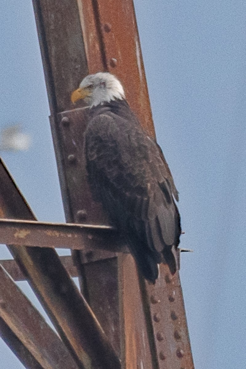 Bald Eagle - ML646616469