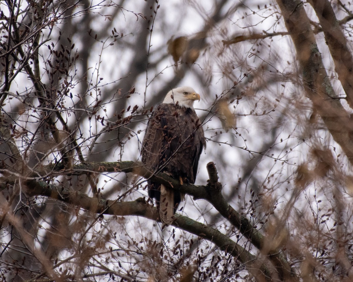 Bald Eagle - ML646616470
