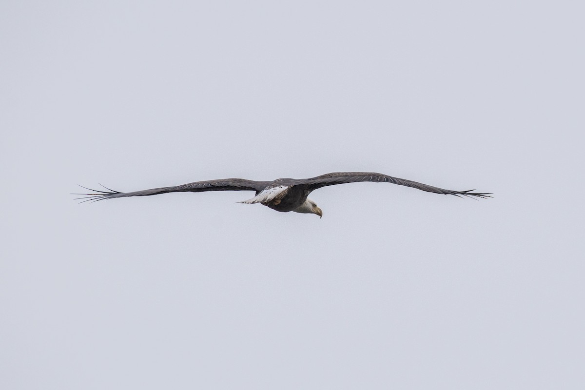 Bald Eagle - ML646616471