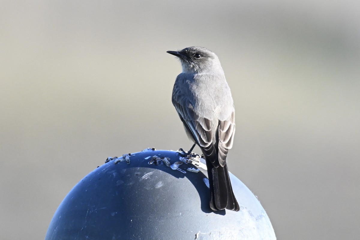 Say's Phoebe - ML646616472