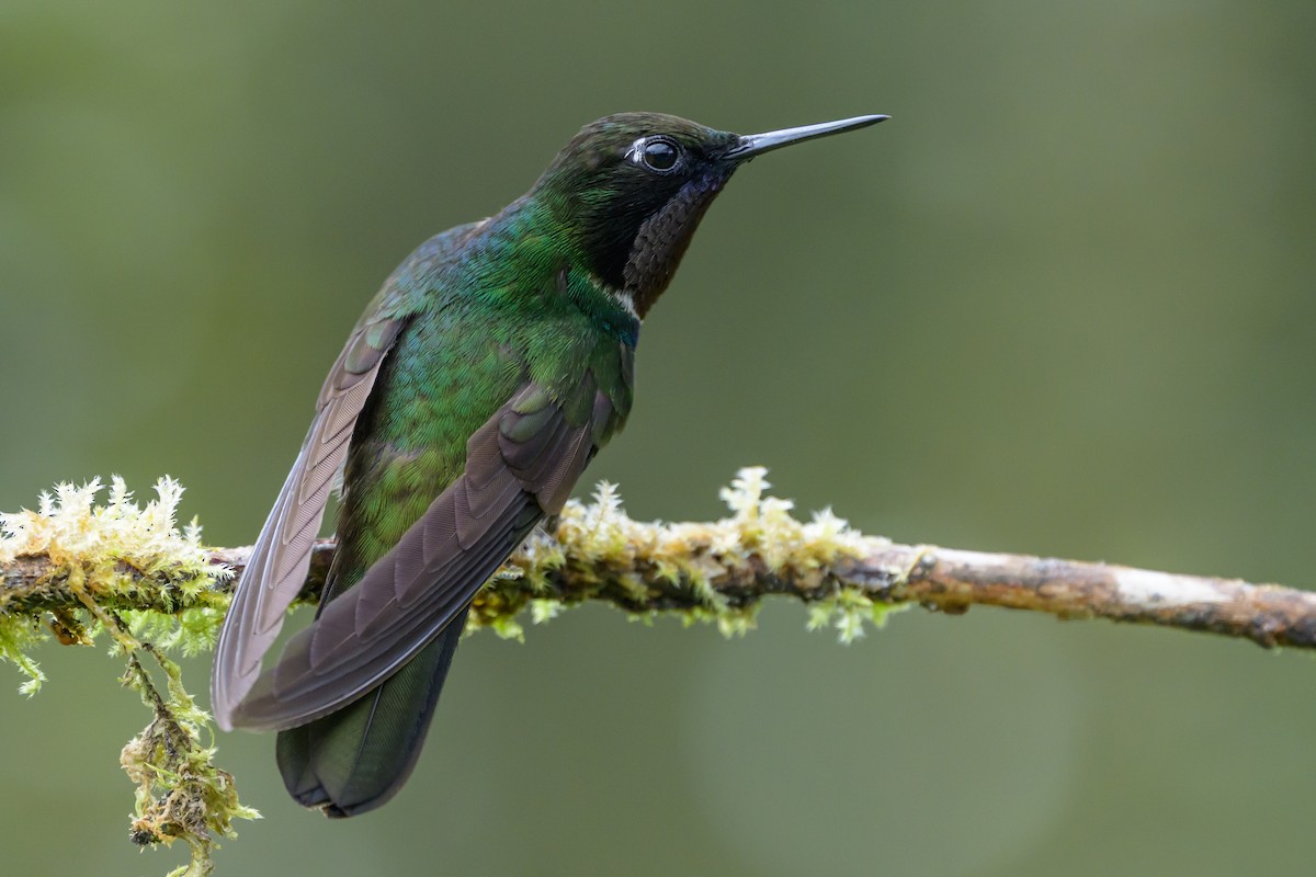 Longuemare's Sunangel - ML646616473