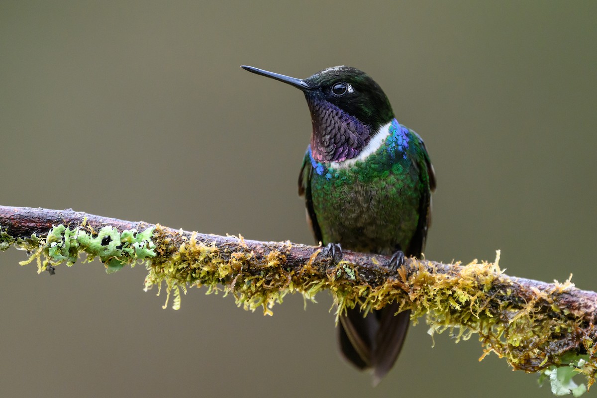 Longuemare's Sunangel - ML646616474