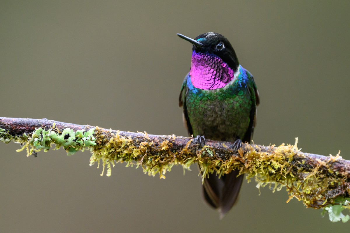 Longuemare's Sunangel - ML646616475