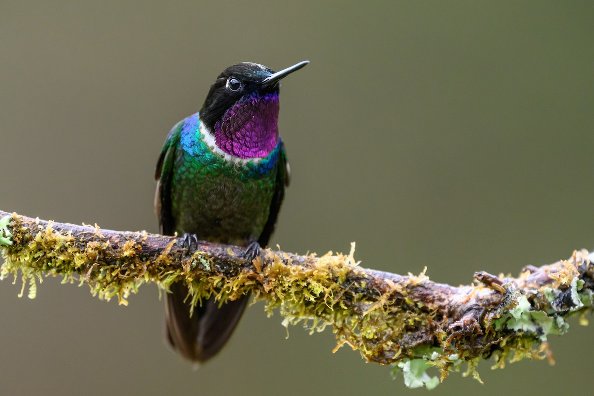 Longuemare's Sunangel - ML646616476