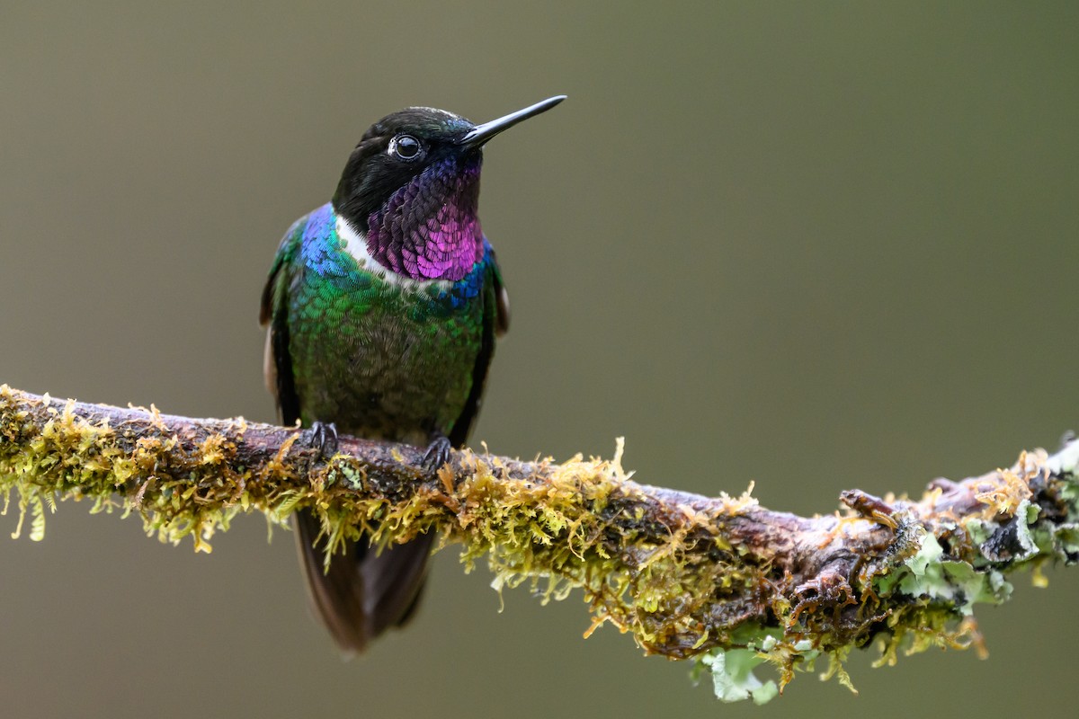 Longuemare's Sunangel - ML646616477