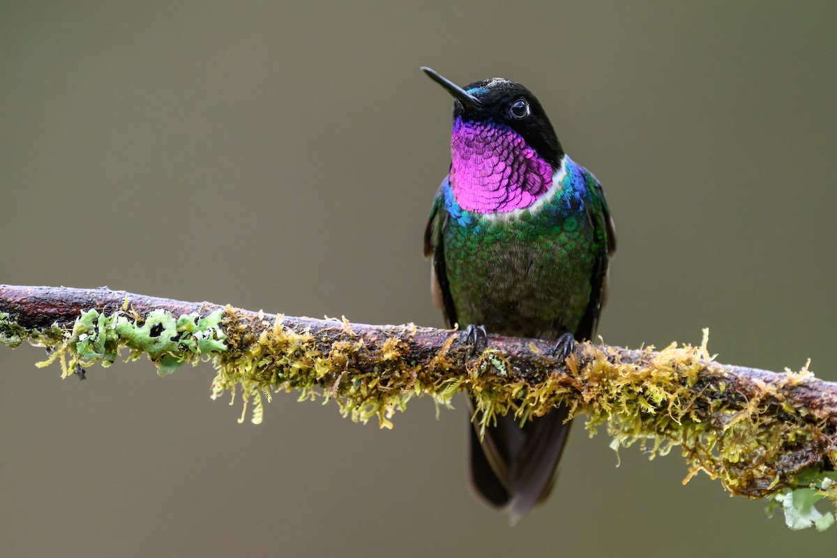 Longuemare's Sunangel - ML646616478