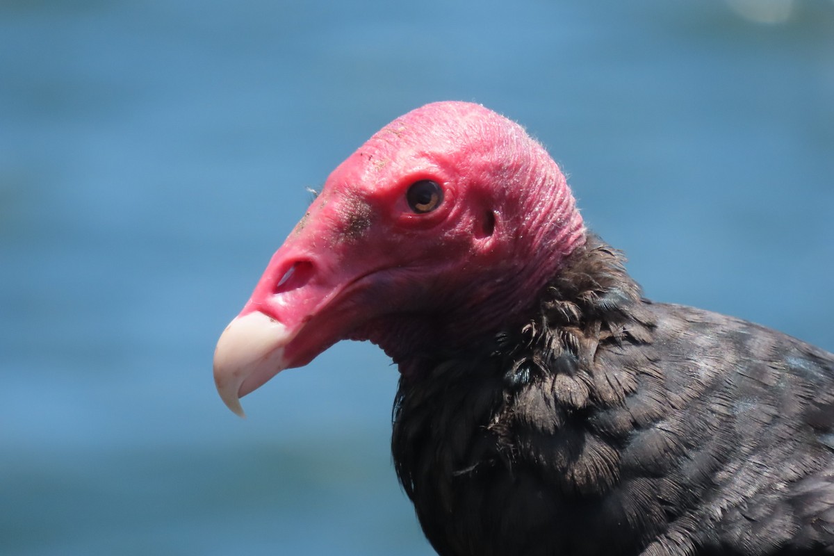 Turkey Vulture - ML646616479