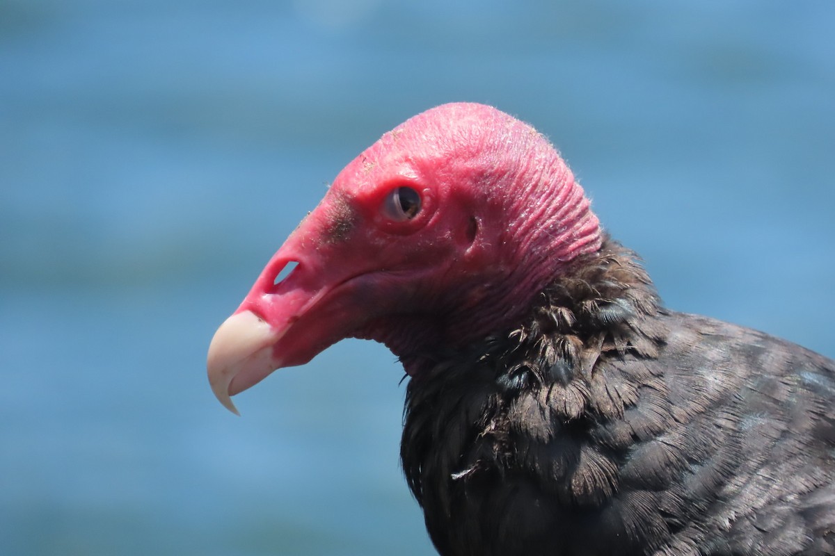 Turkey Vulture - ML646616480