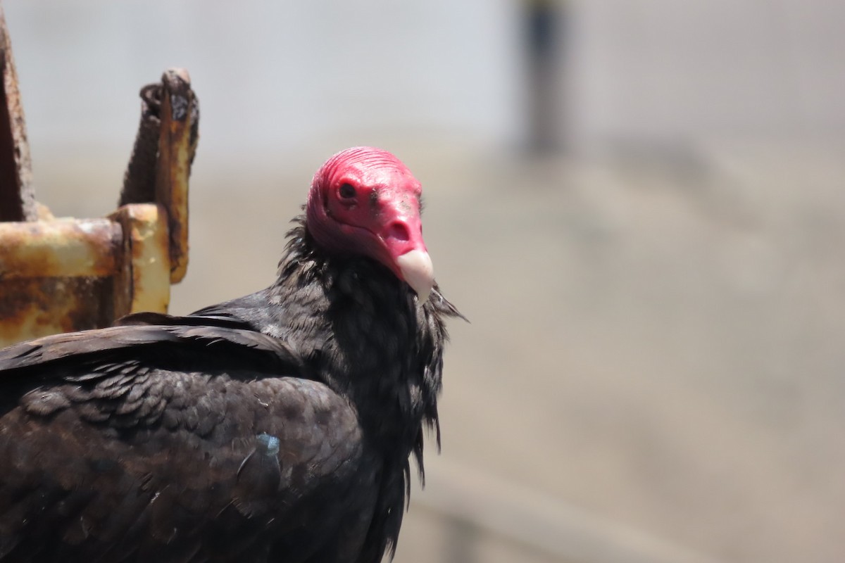 Turkey Vulture - ML646616481