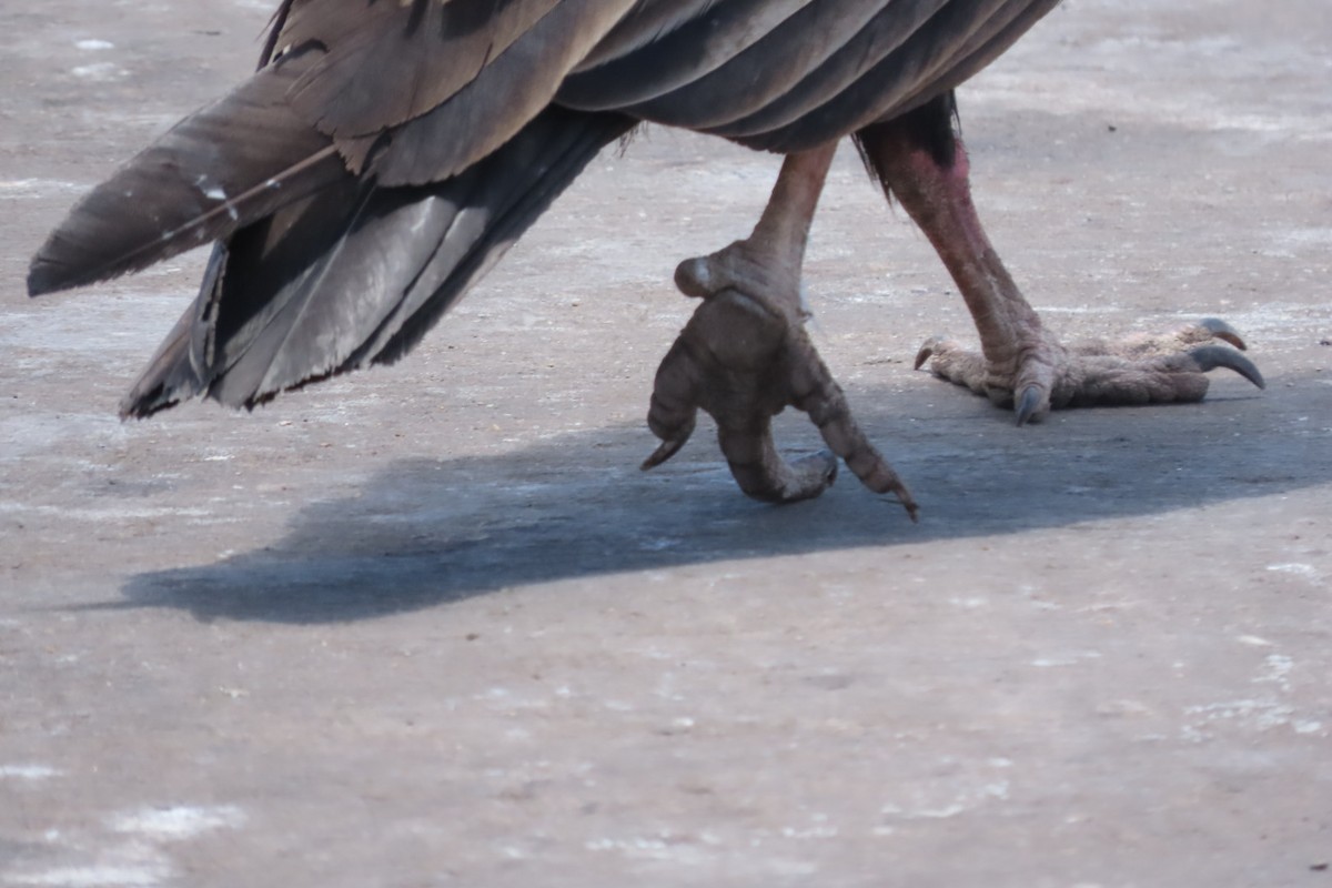 Turkey Vulture - ML646616482