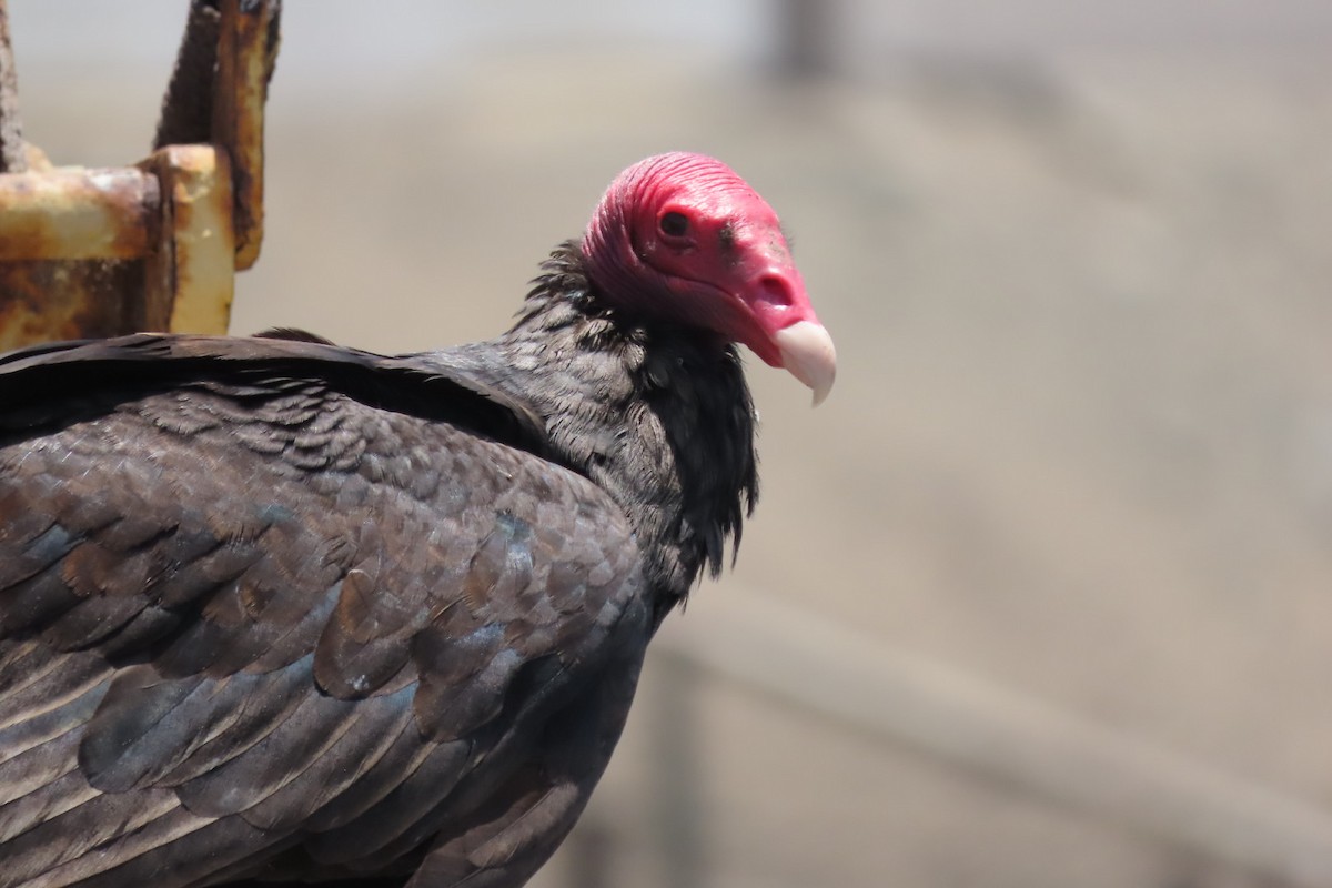 Turkey Vulture - ML646616483