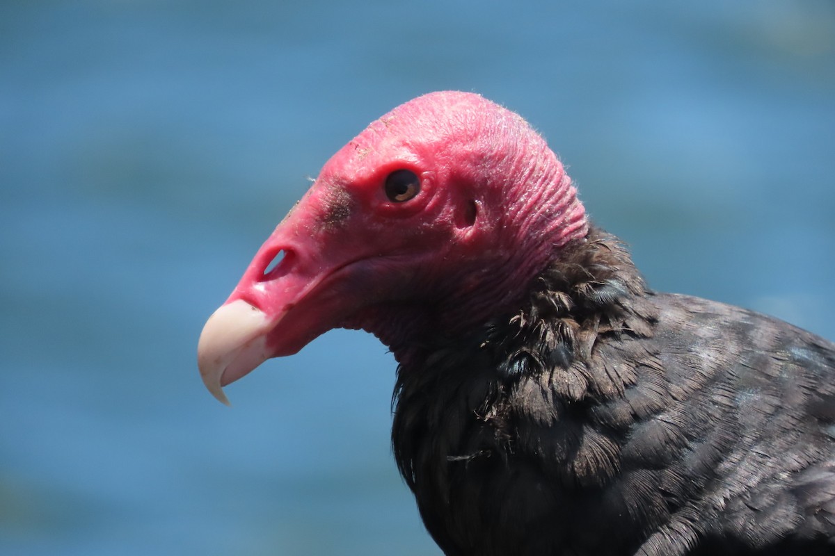 Turkey Vulture - ML646616484