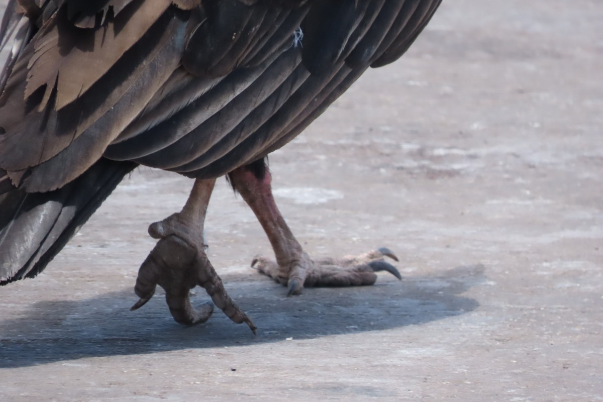Turkey Vulture - ML646616485