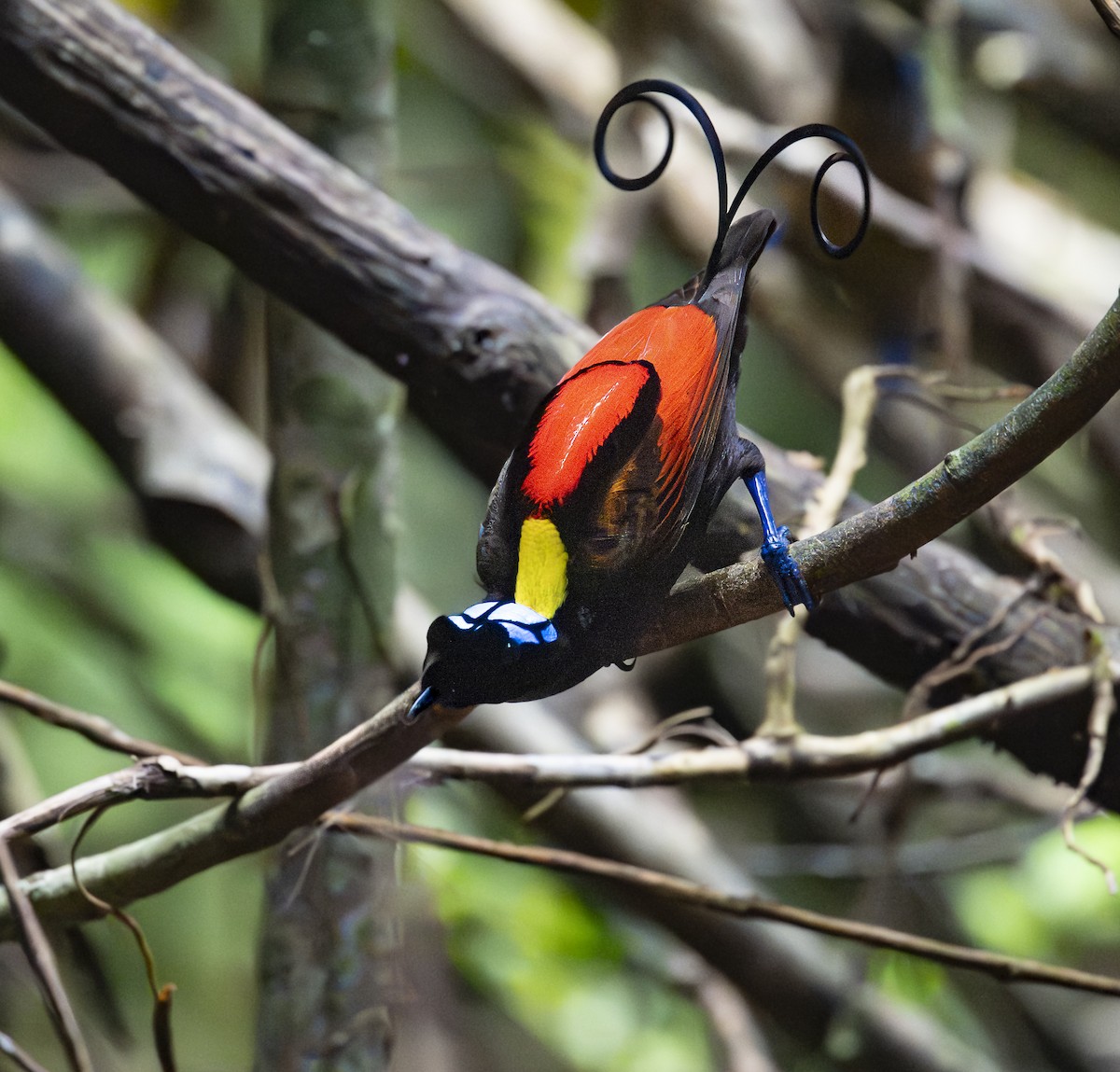 Wilson's Bird-of-Paradise - ML646616486
