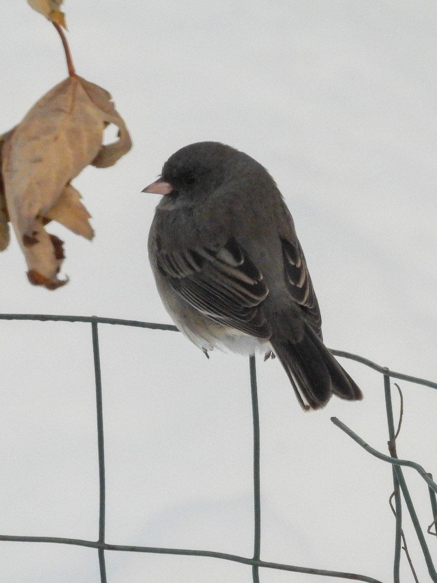 Dark-eyed Junco - ML646616487