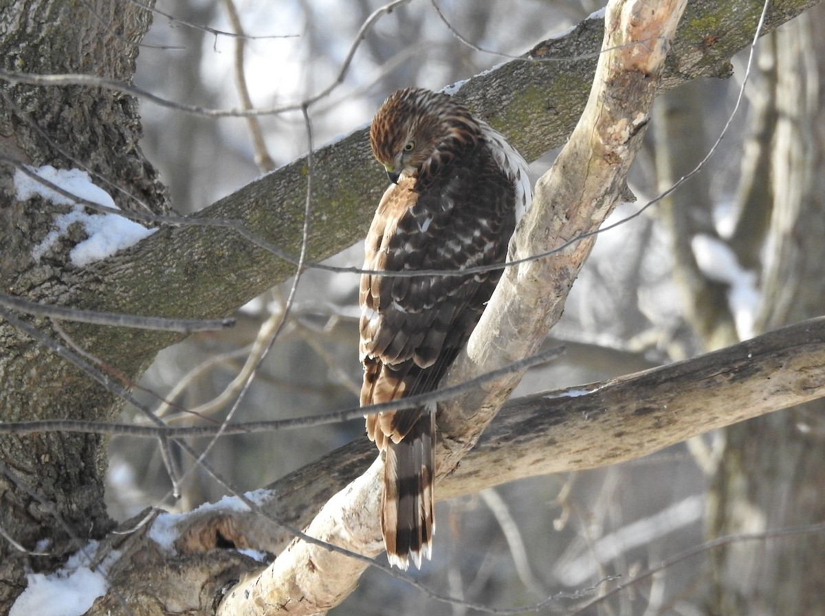 Rundschwanzhabicht - ML646616489