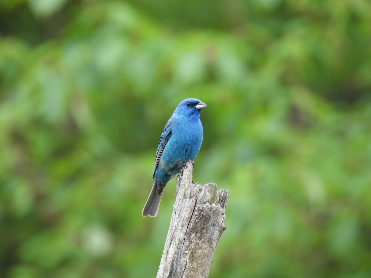 Indigo Bunting - ML646616490