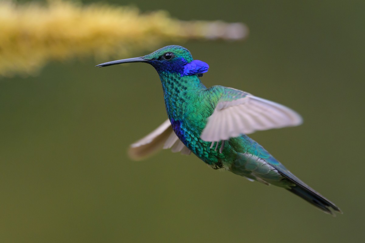 fiolørekolibri - ML646616491