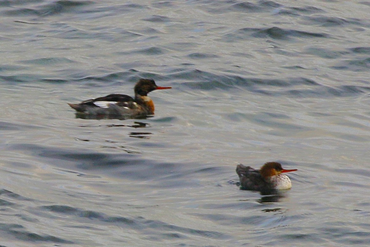 Mittelsäger - ML646616494