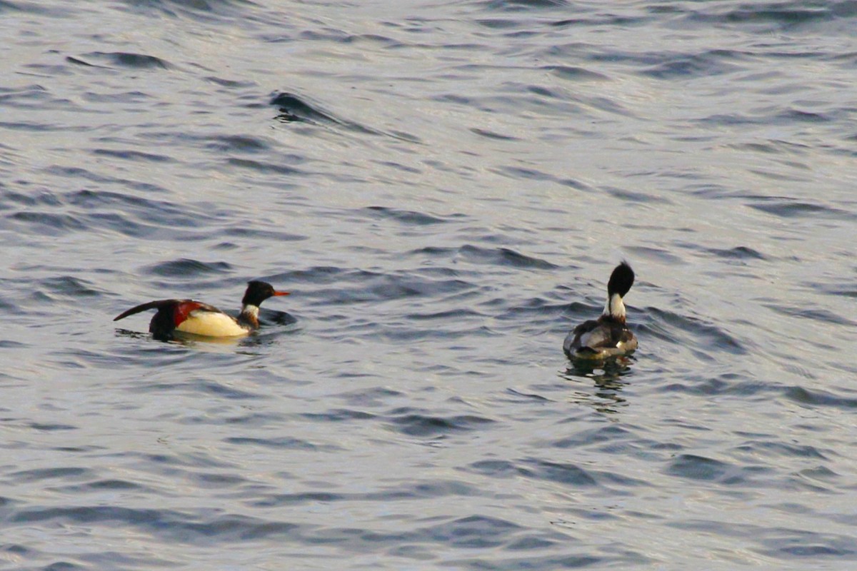 Mittelsäger - ML646616495