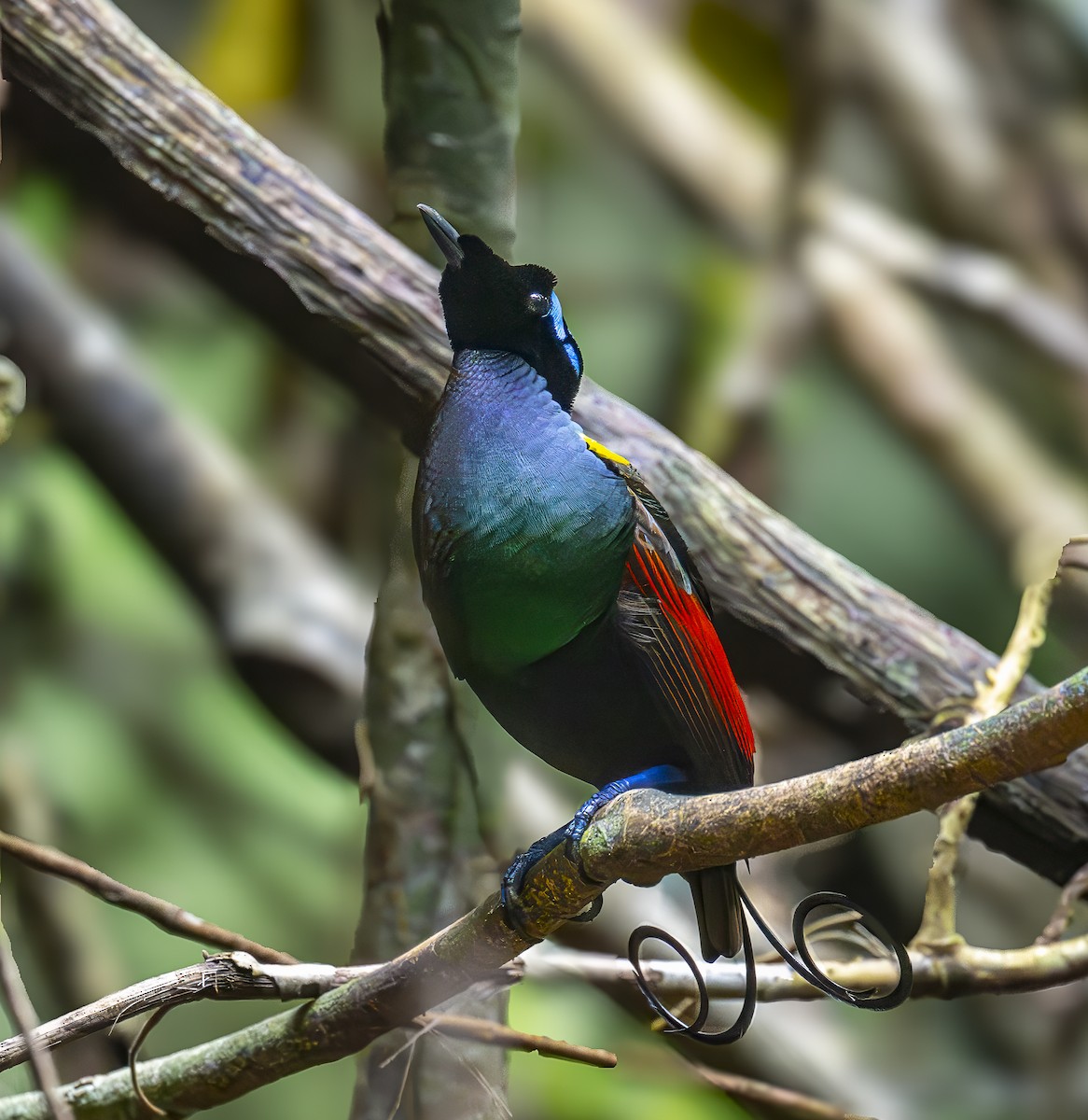 Wilson's Bird-of-Paradise - ML646616497