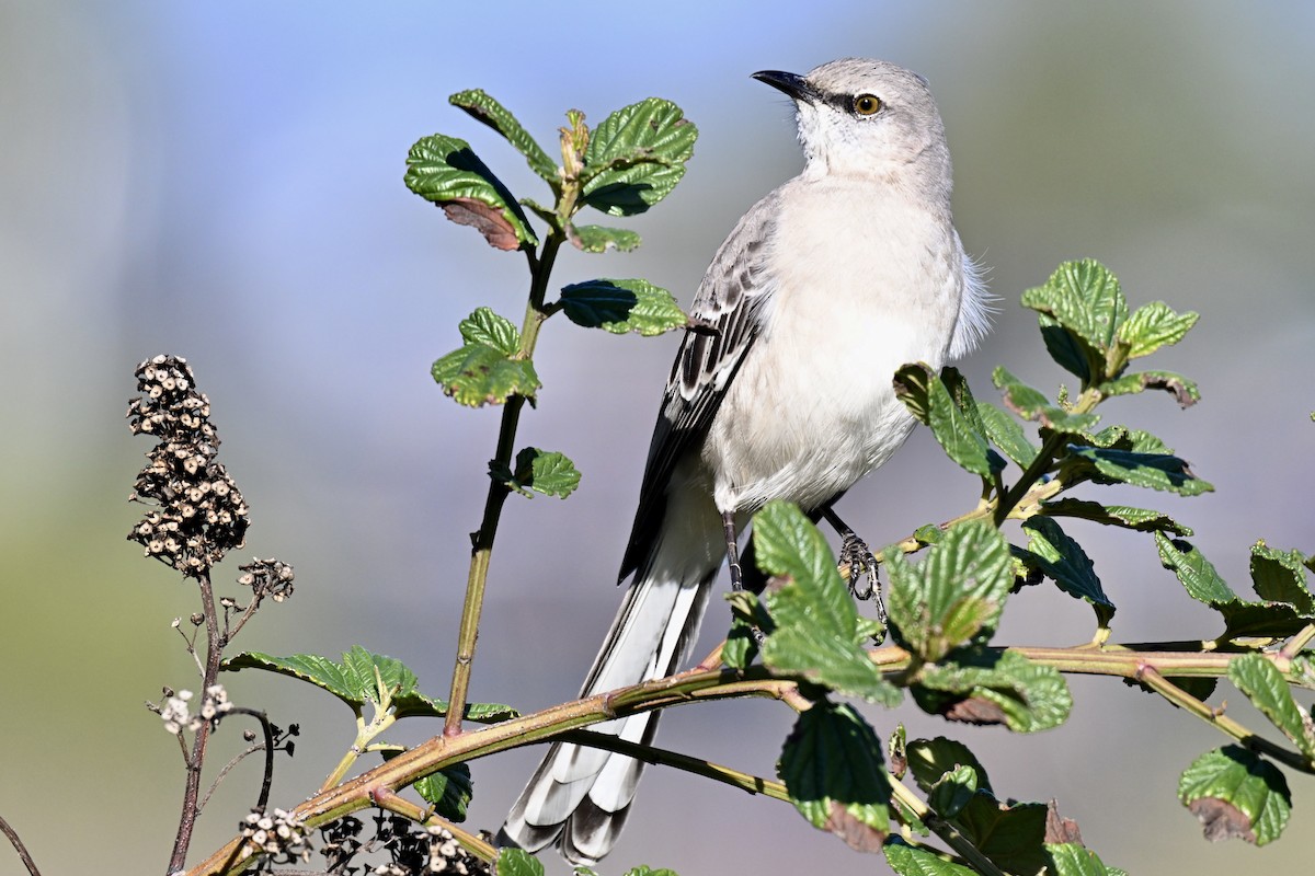 Northern Mockingbird - ML646616498