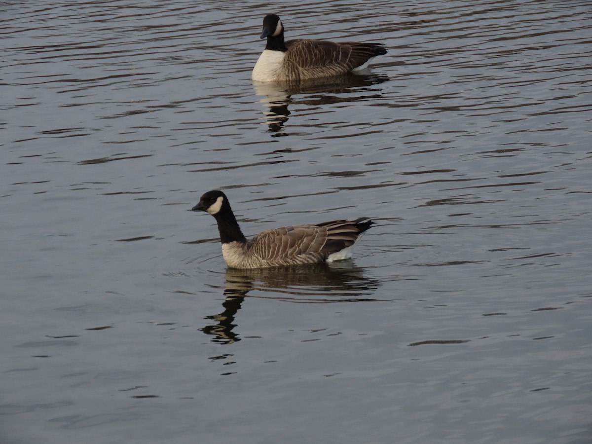 Oca canadese minore - ML646616499