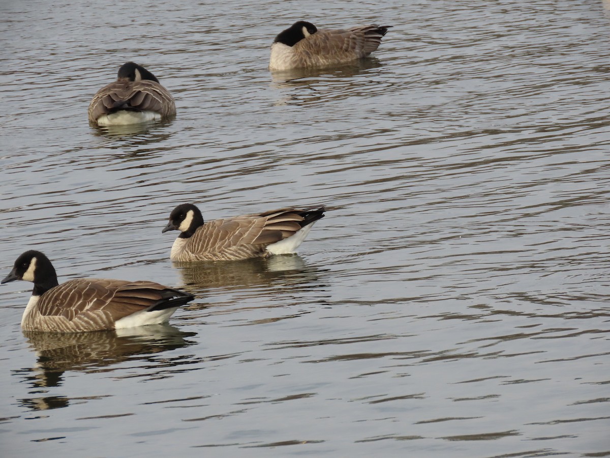 Oca canadese minore - ML646616500