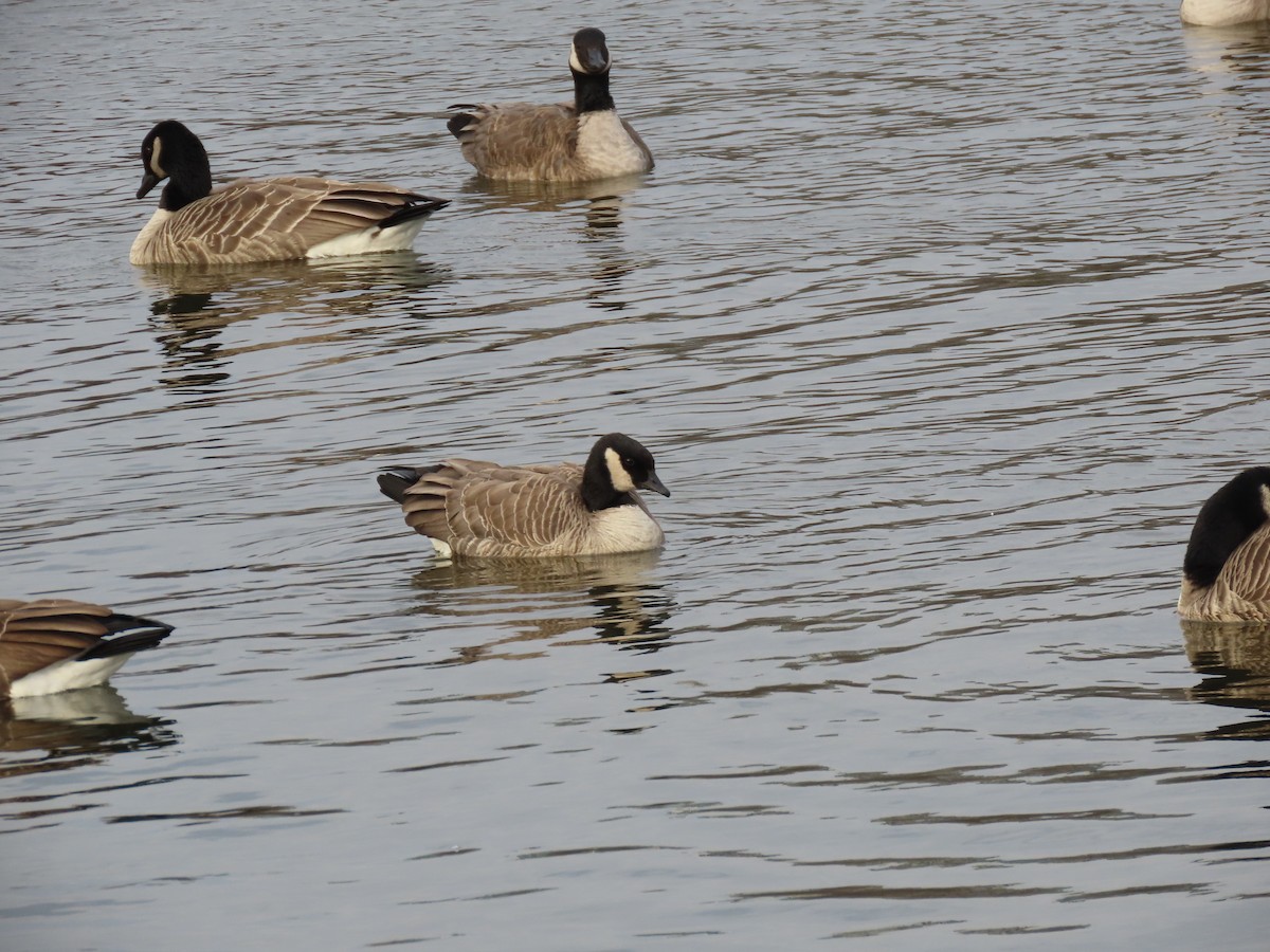 Oca canadese minore - ML646616501