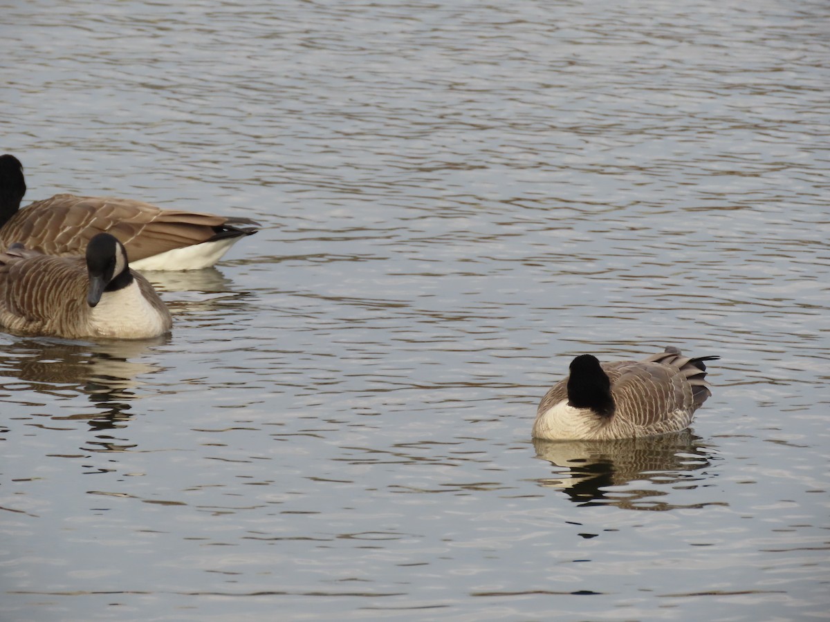 Oca canadese minore - ML646616502