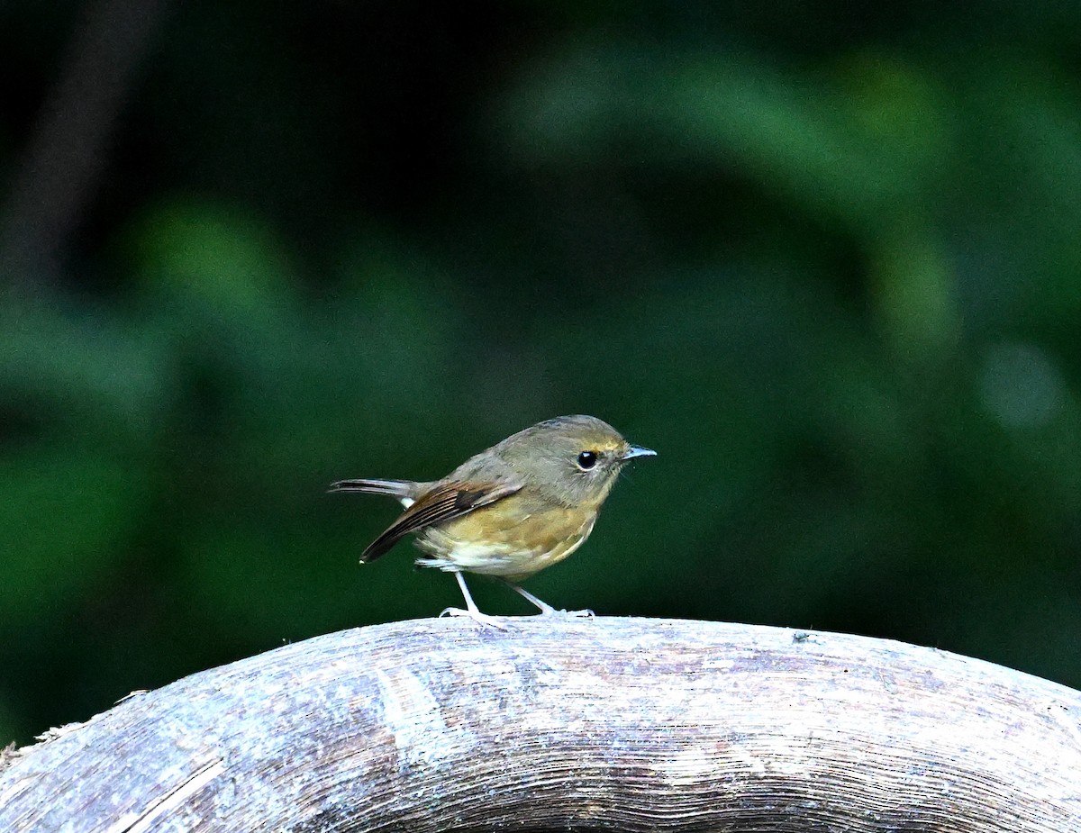Snowy-browed Flycatcher - ML646616517