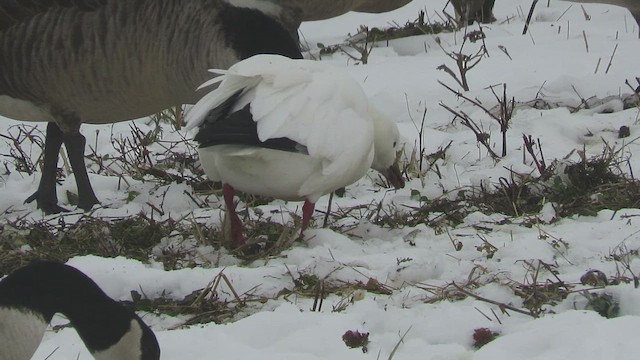 Ross antzara - ML646616518