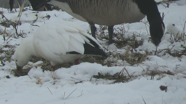 Ross antzara - ML646616519