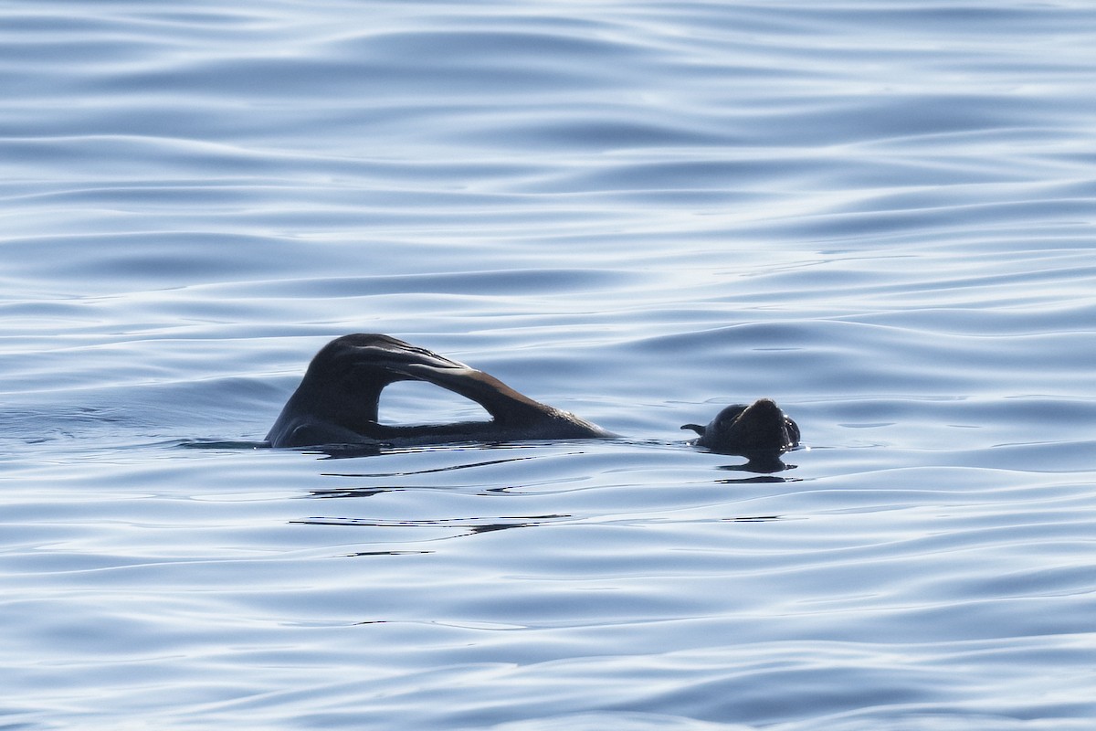 Guadalupe Fur Seal - ML646616520