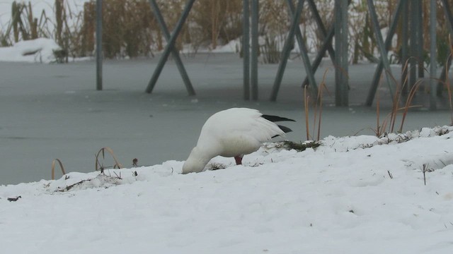 Ross antzara - ML646616521