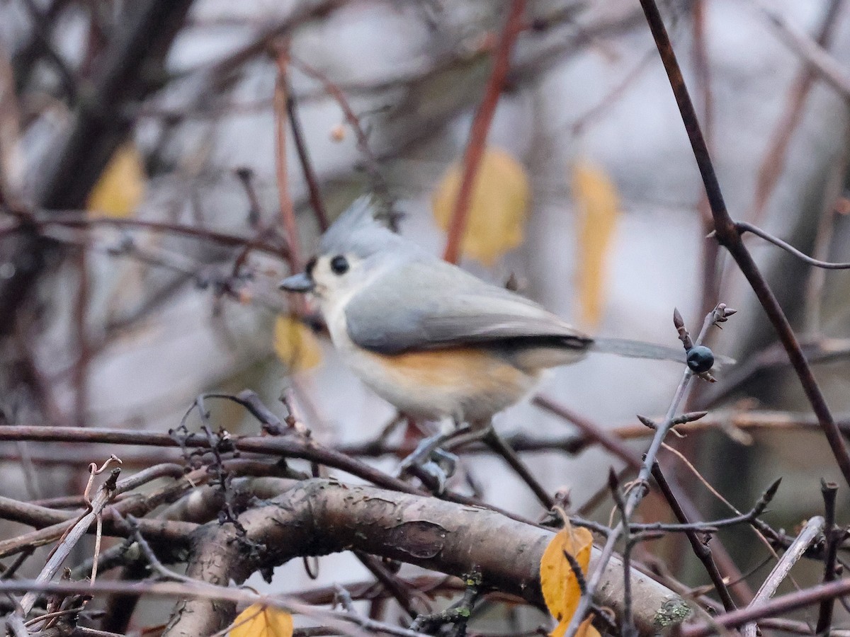 Tufted Titmouse - ML646616522