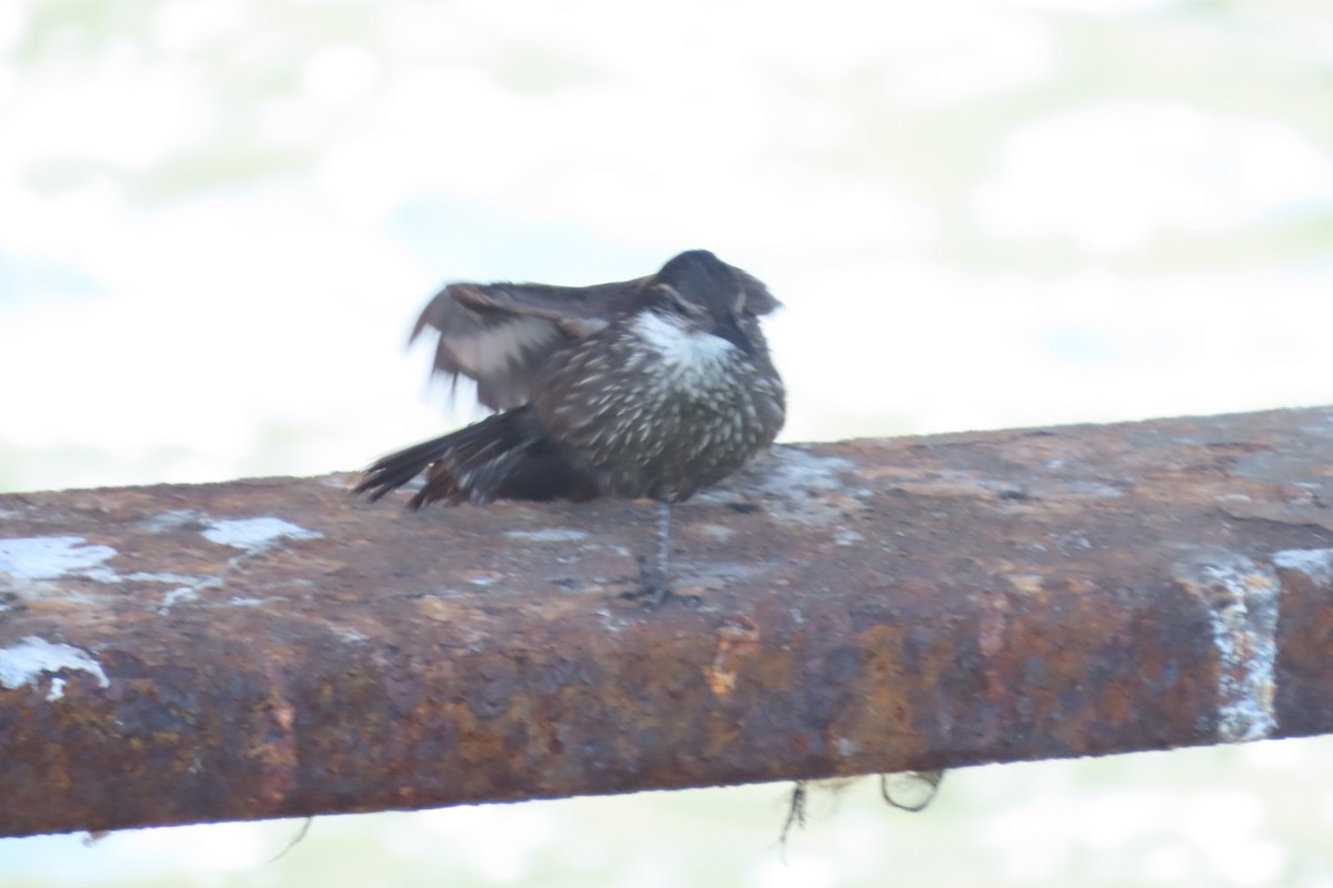 Seaside Cinclodes - ML646616523