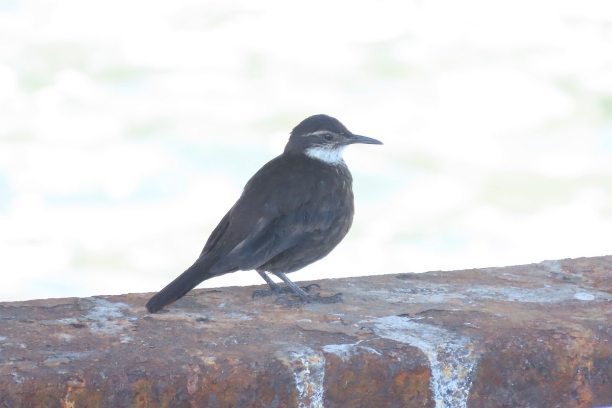 Seaside Cinclodes - ML646616524