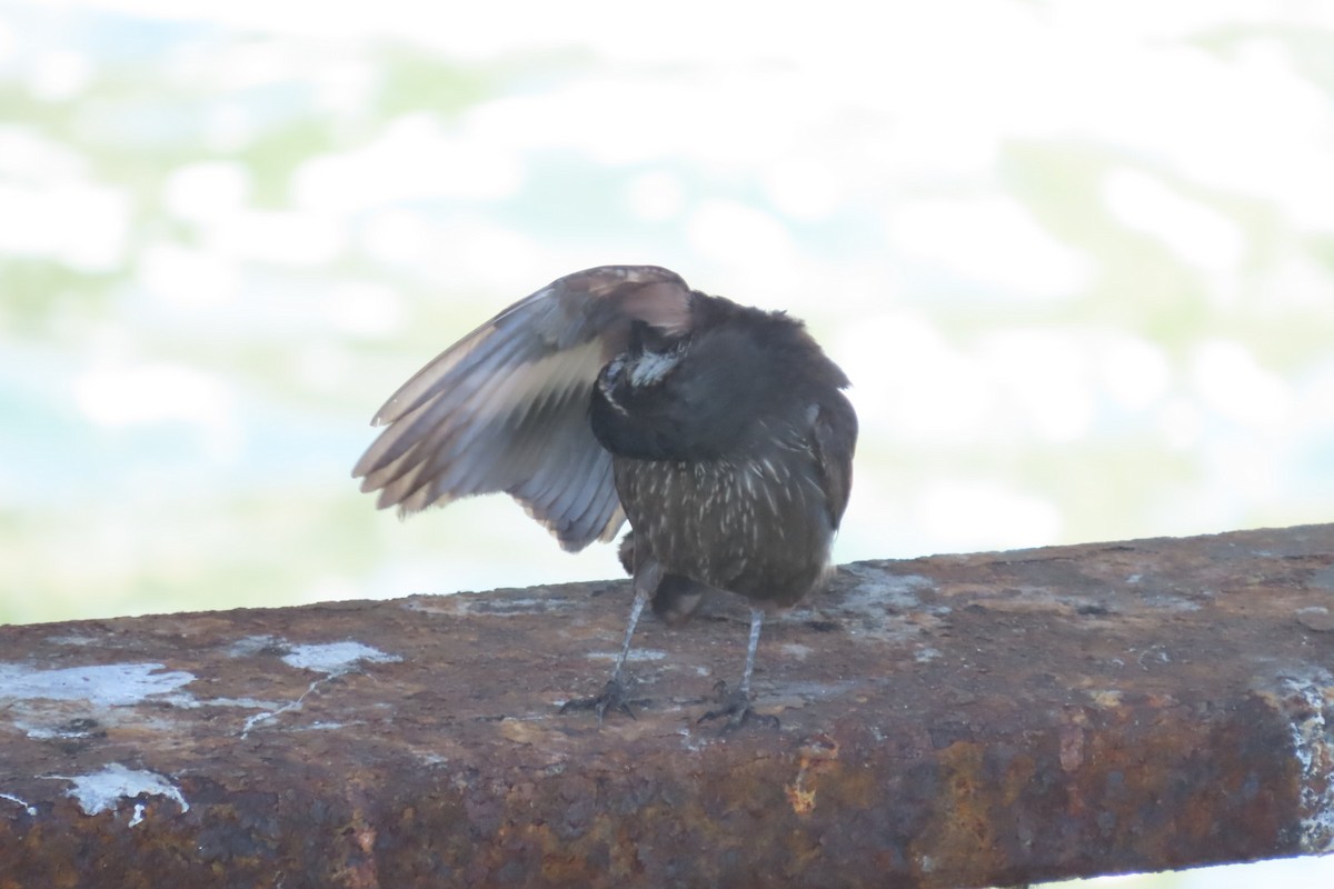 Seaside Cinclodes - ML646616525