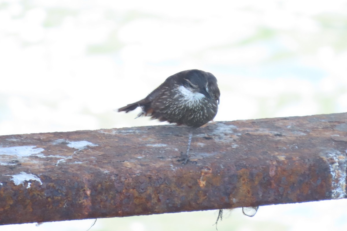 Seaside Cinclodes - ML646616526