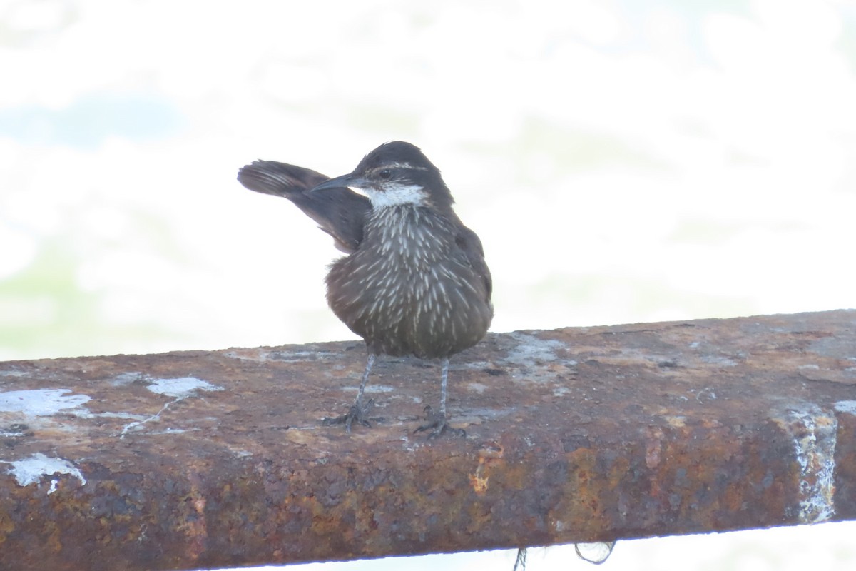 Seaside Cinclodes - ML646616527