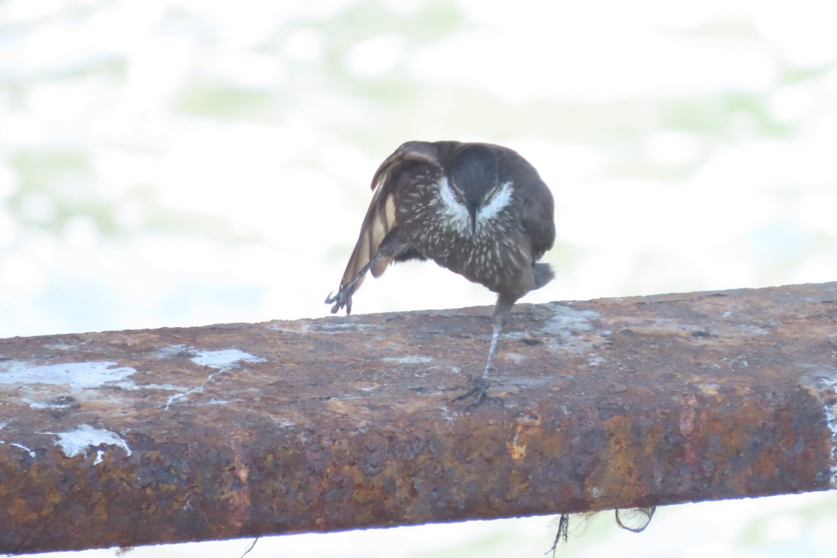 Seaside Cinclodes - ML646616528